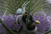 Misumena vatia