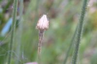 Uloborus walckenaerius