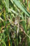 Argiope bruennichi
