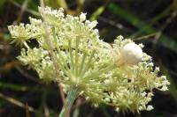 Misumena vatia