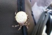 Araneus quadratus