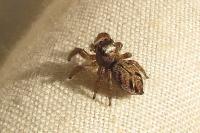 Evarcha arcuata