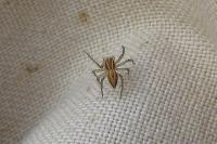 Oxyopes