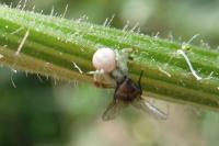 Misumena vatia