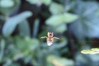 Hyptiotes flavidus