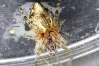 Cyclosa conica