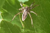 Pisaura mirabilis