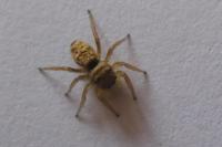 Heliophanus tribulosus