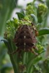 Araneus diadematus
