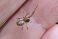Zygiella x-notata