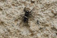 Salticus scenicus