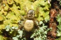 Heliophanus tribulosus