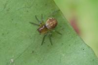 Araniella