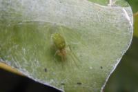 Nigma walckenaeri