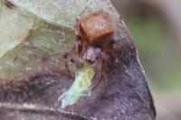 Araneus sturmi/triguttatus