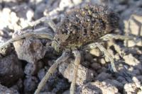 Hogna radiata