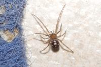 Steatoda grossa