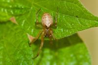 Zygiella x-notata