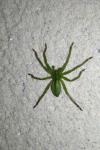 Micrommata ligurina