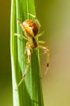Anelosimus vittatus
