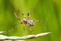 Larinioides sclopetarius