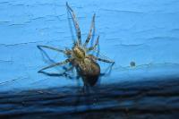 Anyphaena accentuata