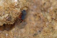 Ballus rufipes
