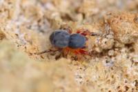 Ballus rufipes