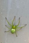 Micrommata ligurina