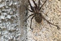 Eratigena atrica