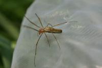 Tetragnatha