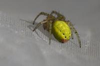 Araniella