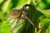 Xysticus