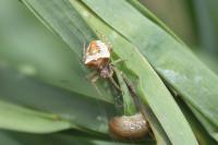 Gibbaranea bituberculata