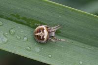 Agalenatea redii