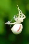 Misumena vatia