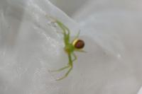 Ebrechtella tricuspidata