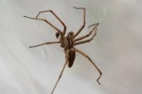 Pisaura mirabilis
