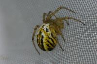 Mangora acalypha