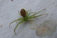 Diaea dorsata