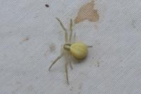 Misumena vatia