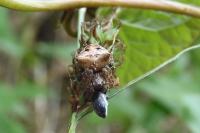 Gibbaranea bituberculata