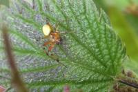 Araniella cucurbitina