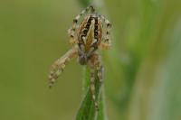 Aculepeira armida