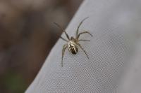 Mangora acalypha