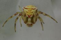 Thomisus onustus