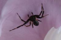 Synema globosum