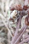Uloborus walckenaerius