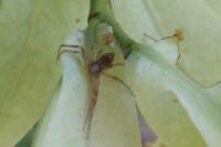 Tmarus