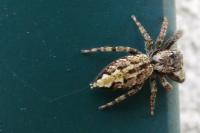 Marpissa muscosa